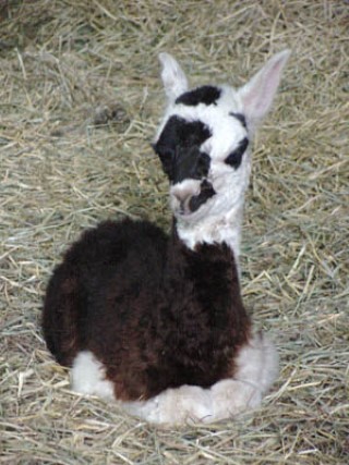 Alpaca For Sale - FFFA Gemini at Fancy Fiber Farm